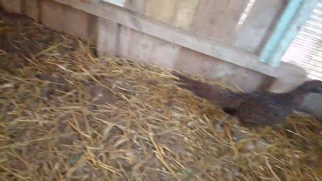 Румынский фазан смотреть онлайн