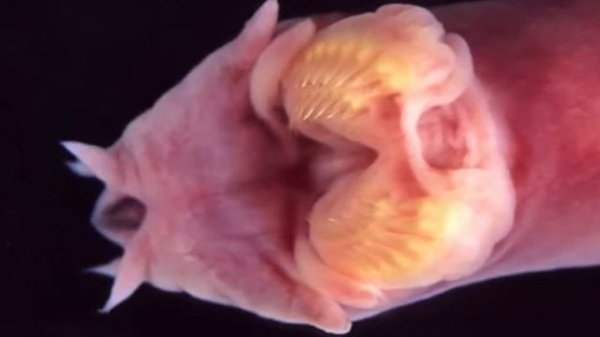 Странные существа