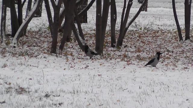Вороны и сороки ругаются. Вороны и сороки, что то не поделили. Птицы Сибири. Ворона. Сорока. смотреть онлайн