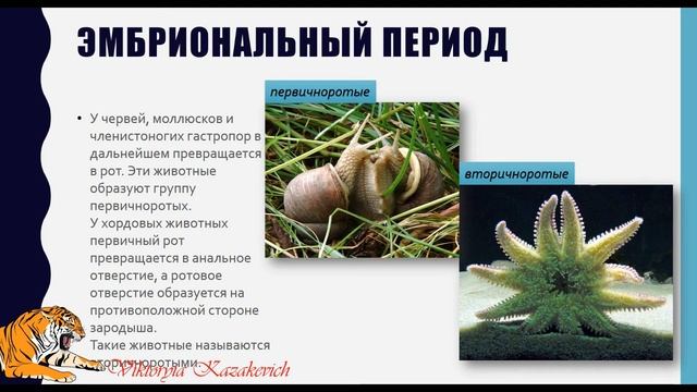 Онтогенез. Эмбриональное развитие животных смотреть онлайн