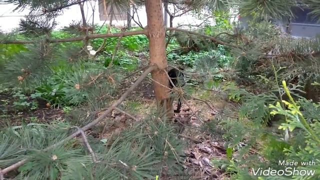 Котята Новоспасского монастыря смотреть онлайн