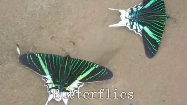 Manu Cultural Zone- Peru Amazon-Manu Tours Peru-Tour Operator Manu National Park