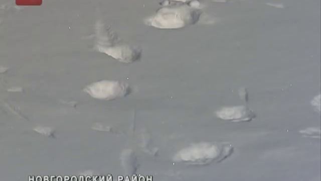 В деревню Рушиново Новгородского района пришли волки смотреть онлайн