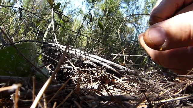 Грибалка :) смотреть онлайн