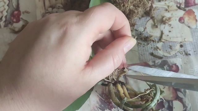 Гнилые, сухие?? корни от основания орхидеи. Устраняем последствия. Азиатские орхидеи во мхе. смотреть онлайн