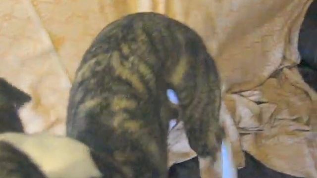 Уиппет Декстер. Кое-что из послушки / Whippet Dexter. Something out of obedience смотреть онлайн