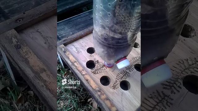 Заполнение Нуклеуса Джинн пчёлами при помощи мусорного пакета. смотреть онлайн