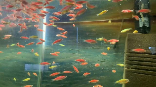 Кормление данио в аквариуме смотреть онлайн