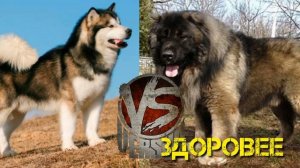 Маламут против Кавказской овчарки//Animals Battle//Сила укуса собак//Кто сильнее//