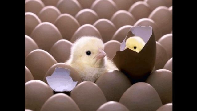 Анимация фотографий