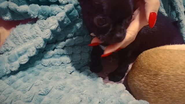 #отдых с #chihuahuababy Багирой смотреть онлайн