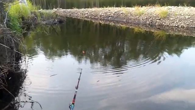 Ловля живца смотреть онлайн