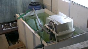 Выращивание рыбы в домашних условиях. Африканский клариевый сом.