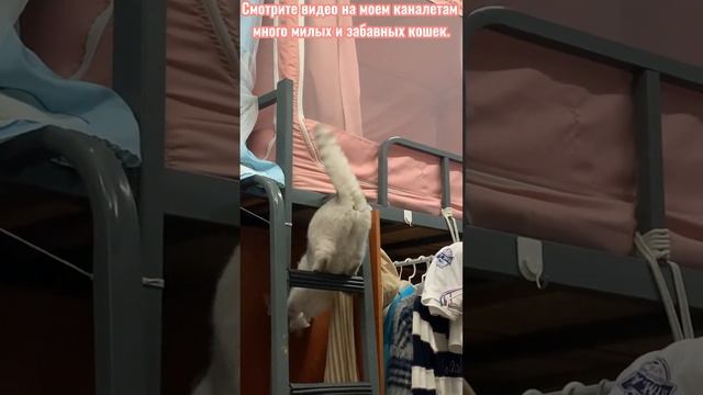 Детские кошки - милые и забавные котята #16#shorts/2023 смотреть онлайн