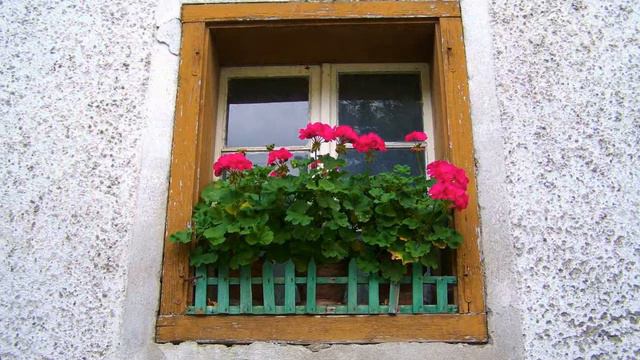 Amazing and Most Beautiful Geranium Flowers Pictures смотреть онлайн