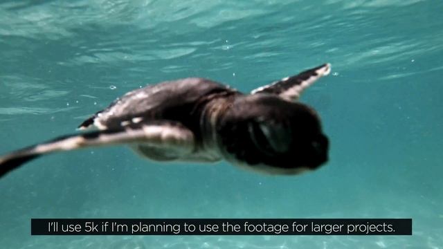 GoPro Hero 11 Black BEST Underwater Settings