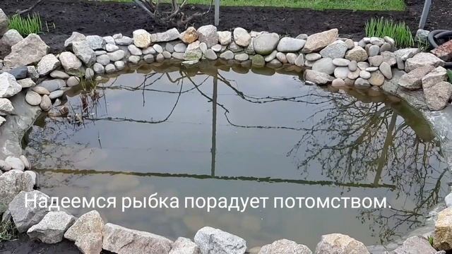 Запуск золотых рыбок (комет) в пруд после зимовки. смотреть онлайн