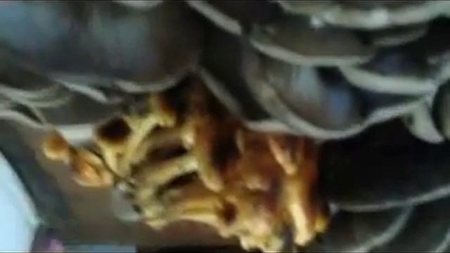 Зимние опята и вёшенка смотреть онлайн