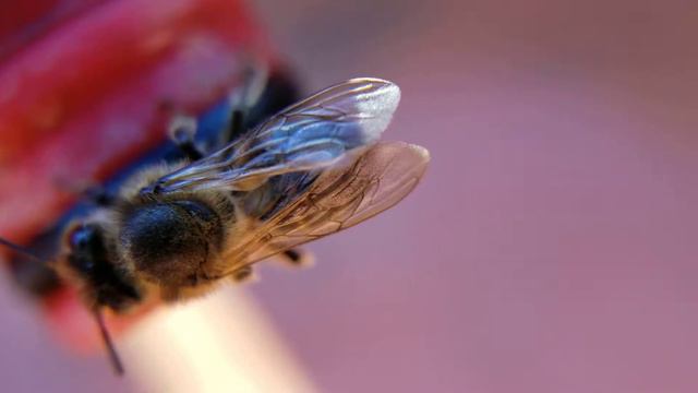 Тест линзы с Али за 6$ // APEXEL Phone Lens 2 In 1 Clip-On 12 X Macro + 24 смотреть онлайн