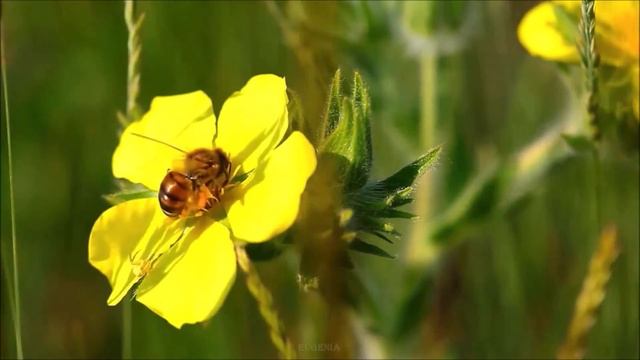 Красивая Расслабляющая Музыка для Снятия Напряжения - Музыка для Сна , Работы и медитации смотреть онлайн