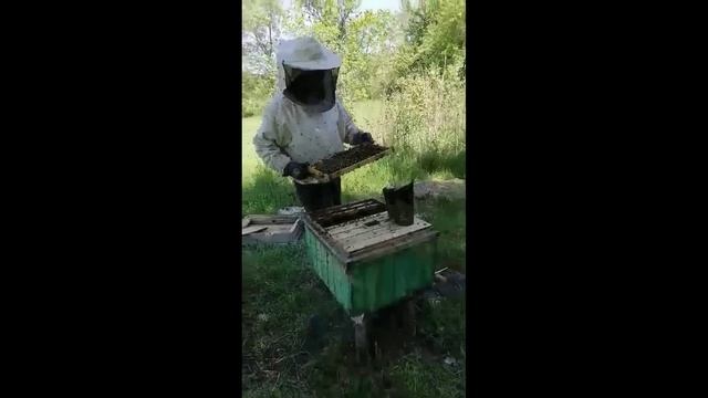 ПАСЕКА ЗАВОДЧИКА БАКФАСТ ч.2