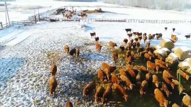 «Бизон» и «Петелино» - целевая модель 2023 год.Промо. смотреть онлайн