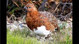 Внешнее строение птиц