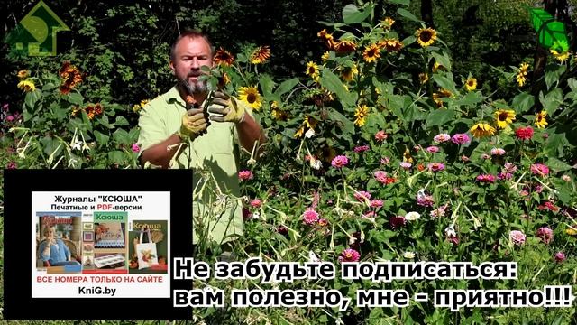 ОСЕННЕЕ ЧЕРЕНКОВАНИЕ РОЗ. Укоренение ваших любимых сортов. Зачем покупать, если можно размножать? смотреть онлайн