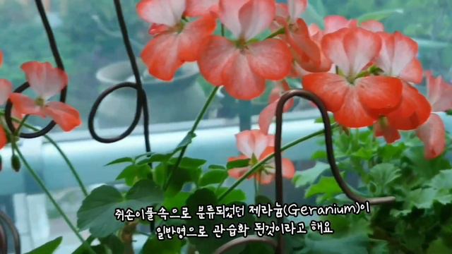 [여름베란다꽃]후쿠시아/제라늄/목마가렛👉설명란 смотреть онлайн
