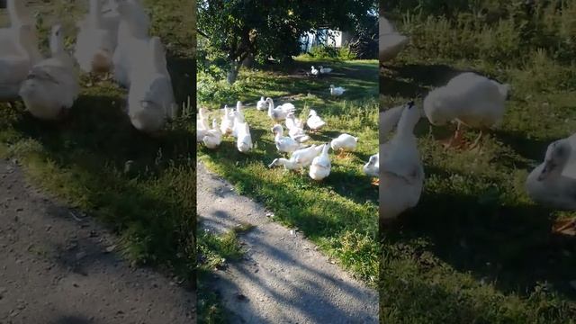 Утка породы Мулард (ответ на вопросы подписчиков) смотреть онлайн