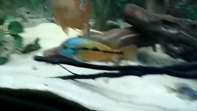 Никарагуанская цихлазома(Hypsophrys nicaraguensis) смотреть онлайн