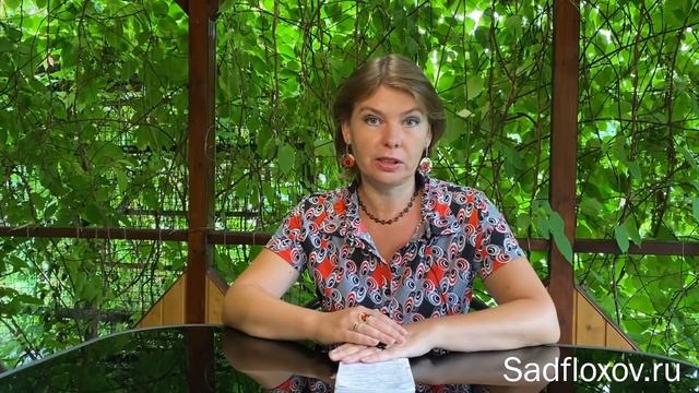 Как цветут флоксы в 2021 году смотреть онлайн