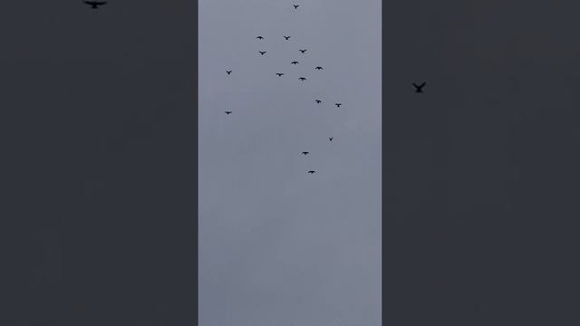 николаевские голуби .Андрей Одесса