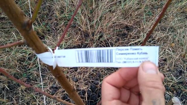 Посадка плодовых деревьев в тяжёлый грунт глина плюс чернозем. Краснадарскому край. смотреть онлайн