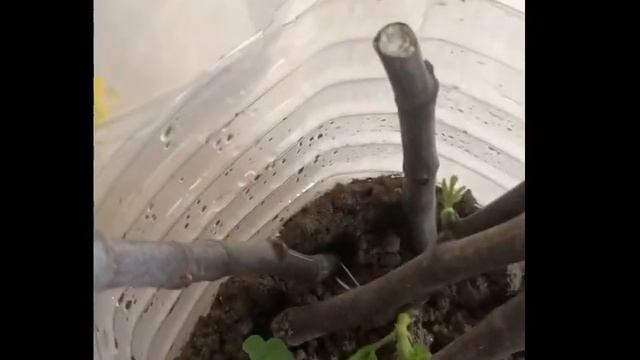 Укоренение инжира, мой способ. смотреть онлайн