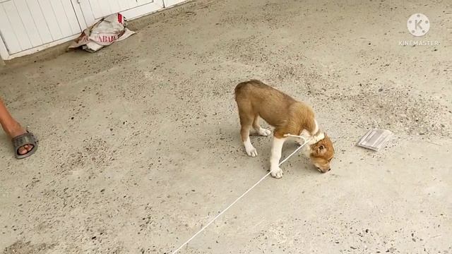 BUXORO IT BOZORI БУХОРО ИТ БОЗОРИ