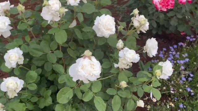 Pope John Paul II Rose Spring 2023 смотреть онлайн