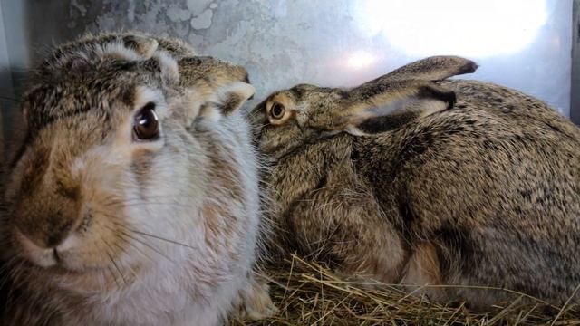 Перчик и новенькая - Стеша смотреть онлайн
