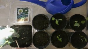 Однолетние георгины.Часть 2. Пикировка.