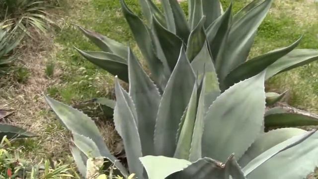 Дворец графа воронцова/yalta смотреть онлайн