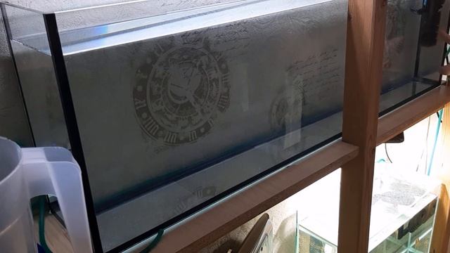 Крапчатый высокоплавничный коридорас. Разведение. часть 1-я смотреть онлайн