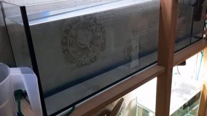 Крапчатый высокоплавничный коридорас. Разведение. часть 1-я