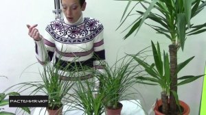 Нолина (бокарнея) или бутылочное дерево уход в домашних условиях /  Nolina