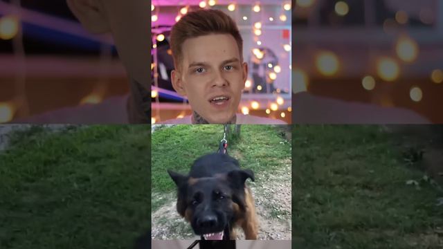 САМЫЕ ОПАСНЫЕ ЖИВОТНЫЕ В МИРЕ смотреть онлайн