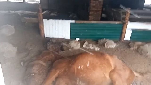 Под Ачинском произошла массовая гибель скота смотреть онлайн
