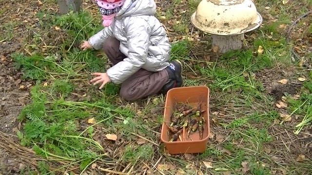 Как быстро помыть морковку. Личный урожай девочек// Жизнь в деревне смотреть онлайн