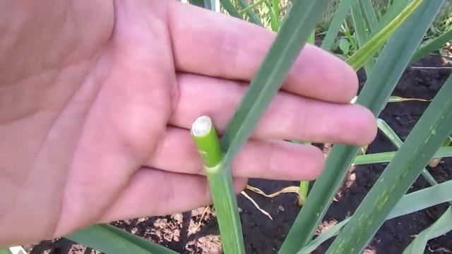 ЧЕСНОК от А до Я! ВАЖНО! Третья подкормка и обрезка смотреть онлайн