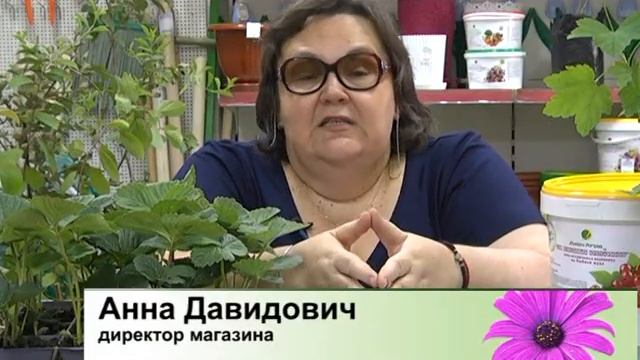 Крупноплодная садовая земляника, яблони с красной мякотью и другие плодовые! смотреть онлайн