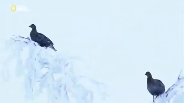 Мир животных. Дикая природа. Россия Сибирь. смотреть онлайн