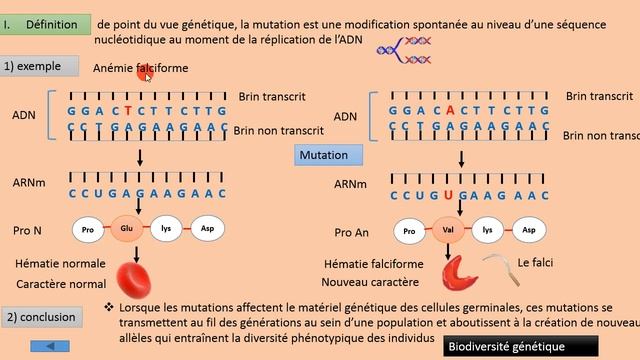 la mutation génétique et les types de mutation ponctuelle смотреть онлайн